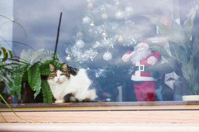 Portrait of cat sitting in front of window