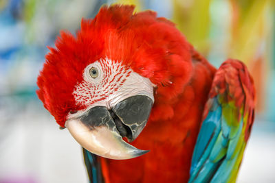 Close-up of parrot