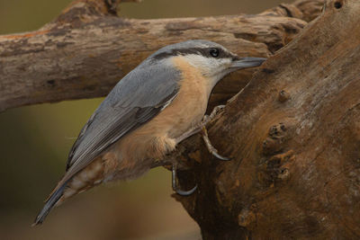 Close-up of bird perching on tree