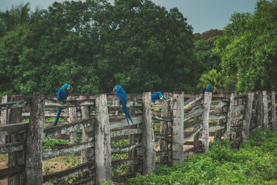 Hyacinth macaw perching on wooden fence against trees