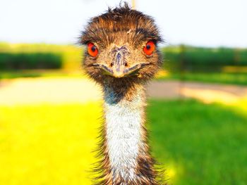 Close-up portrait of ostrich