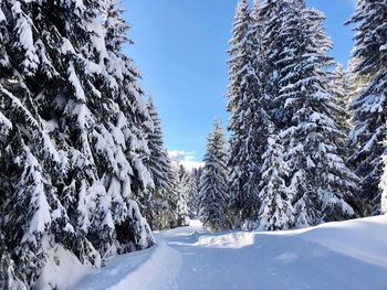 Snow covered pine trees against sky