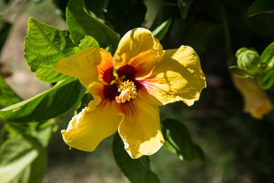 Close-up of yellow flowers blooming outdoors