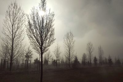 Trees on landscape against sky