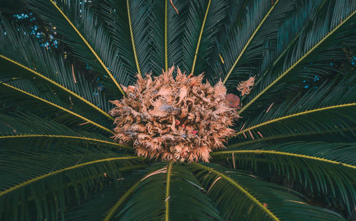 Close-up of palm tree