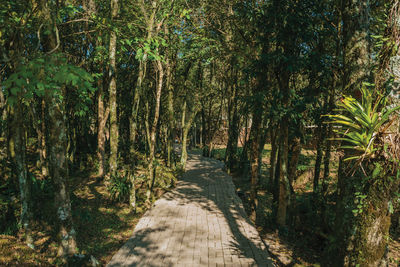 Pathway in a wooded landscape in the sculpture park stones of silence near nova petropolis, brazil.