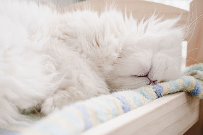 Close-up of cat sleeping
