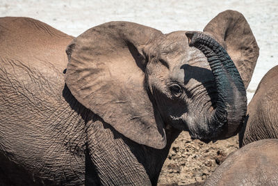 Close-up of elephant on land