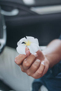 Close-up of hand holding white rose flower