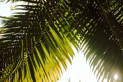 Low angle view of coconut palm tree against sky