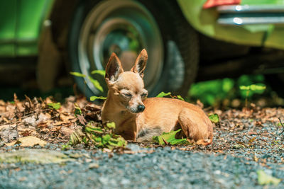 Fox lying on field