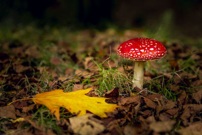 Close-up of fly agaric mushroom on field