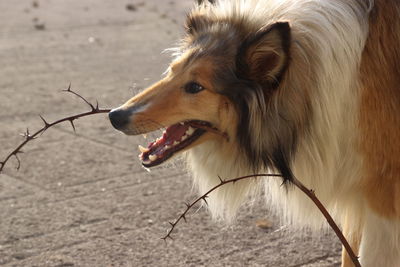 Dog lying on the ground