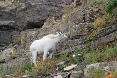 View of sheep on rock