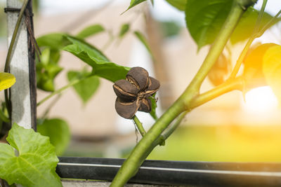 Close-up of snail on plant