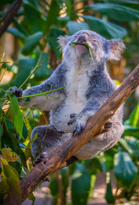 Close-up of bird on branch