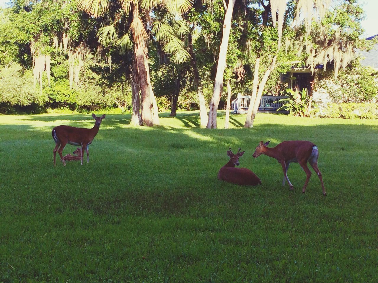 Laurel Oak Country Club