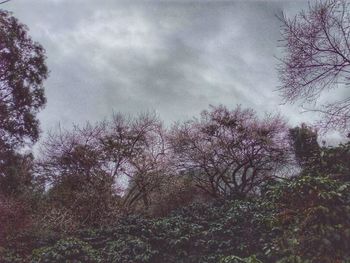 Low angle view of bird on tree against sky