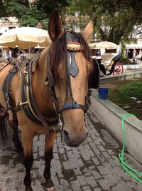 Horse cart on street in city