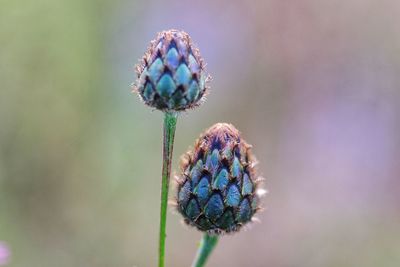 Close-up of purple flowering plant