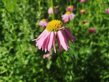 Close-up of pink flower
