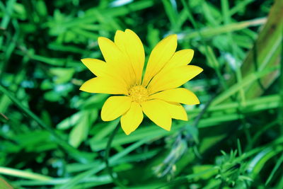 Close-up of yellow flowering plant