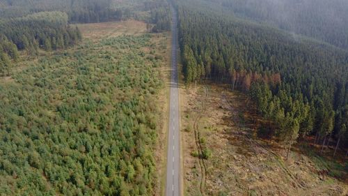 High angle view of pine trees in forest