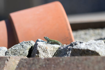 Close-up of lizard on retaining wall