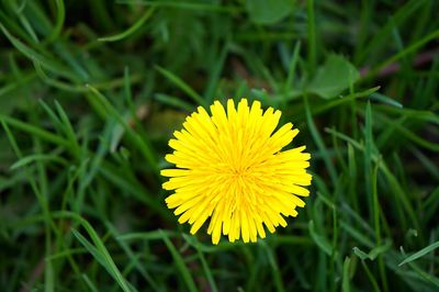 Close-up of yellow flowering plant on land