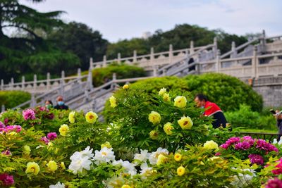 Close-up of flowering plants against sky
