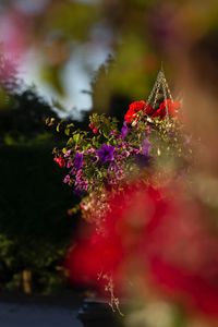 Close-up of red flowering plant against blurred background