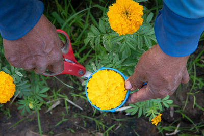 High angle view of people holding yellow flowering plants