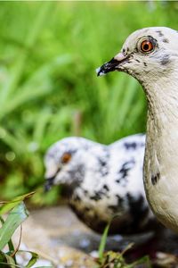 Close-up of dove looking away