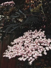 Close-up of pink cherry blossoms in spring