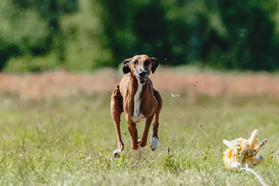 Azawakh dog lifted off the ground during the dog racing competition running straight into camera