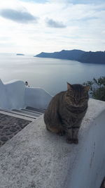 Cat sitting on a wall