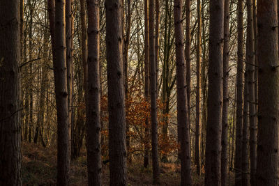 Pine trees in forest