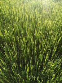 Full frame shot of crops on field