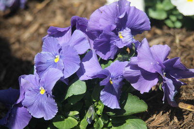 Close-up of purple flowers blooming