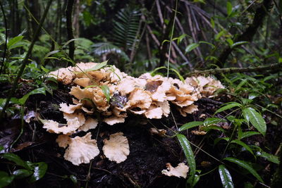 Close-up of flowers growing in forest