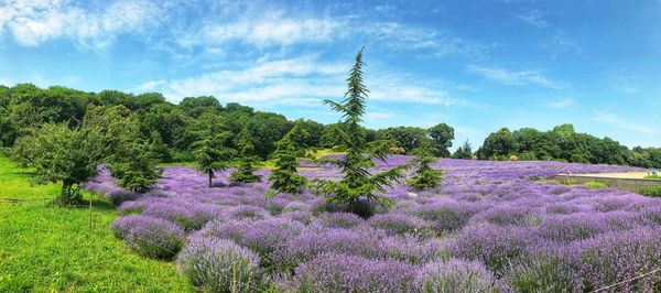 Purple flowering plants on field against sky