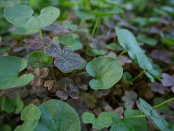 High angle view of raindrops on leaves