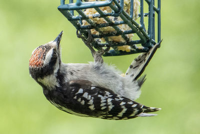 Close-up of bird perching on a feeder