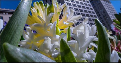 Close-up of flowers blooming outdoors