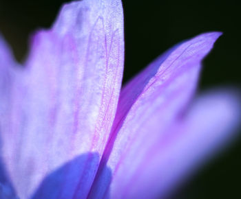 Close-up of purple crocus flower