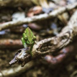 Close-up of frog on leaf