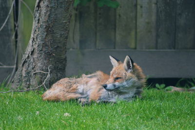 Close-up of cat relaxing on grass