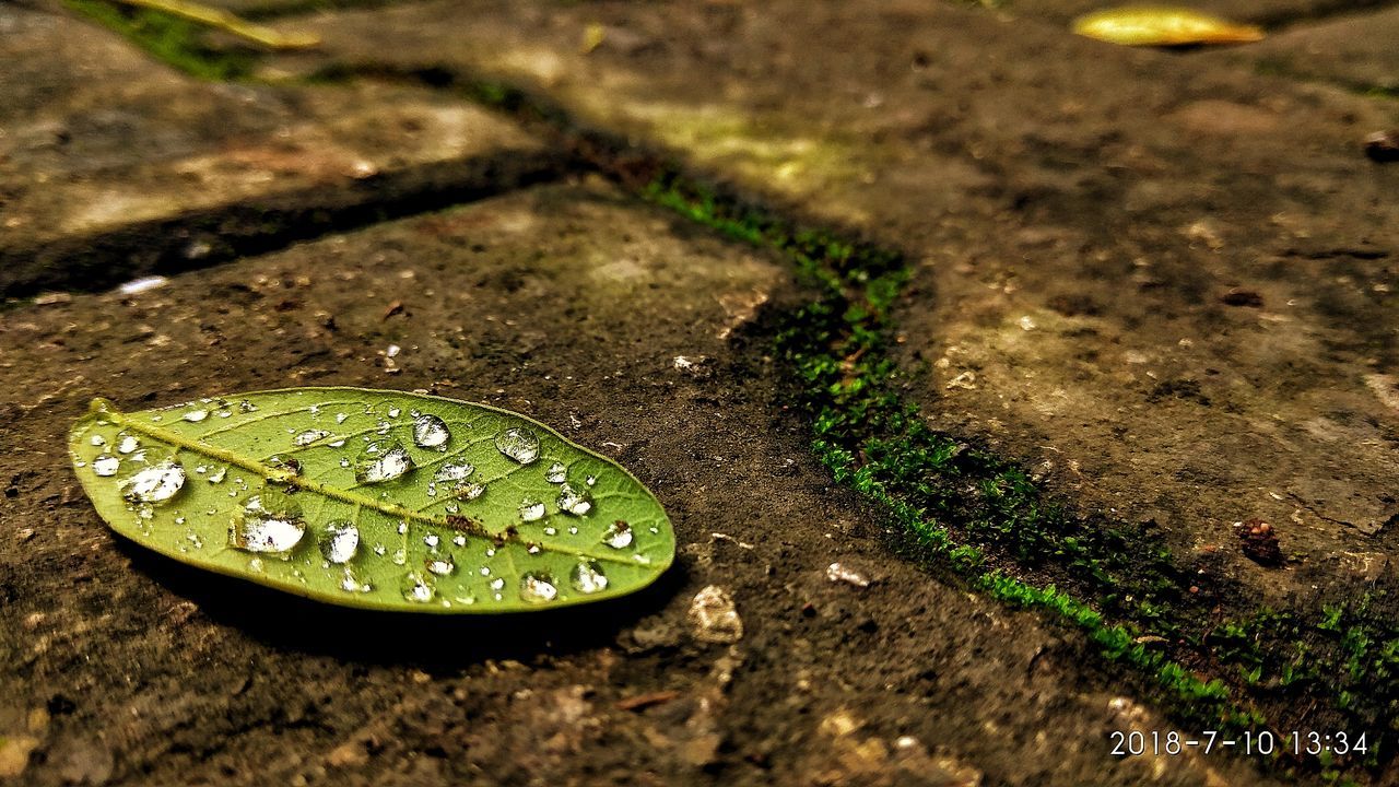 HIGH ANGLE VIEW OF RAINDROPS ON LEAF IN RAIN