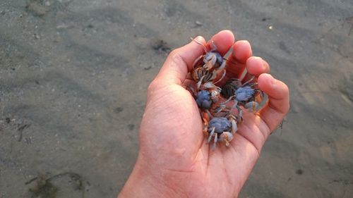 Close-up of hand holding crab on sand