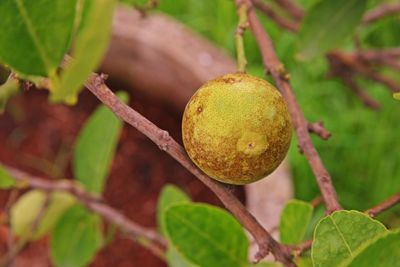 Canker disease on lime fruit caused by bacteria, plant disease